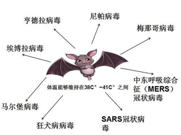 蝙蝠入宅：吉祥还是不祥？揭秘民间传说之谜