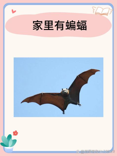 蝙蝠入宅：揭秘吉凶之谜与应对之道
