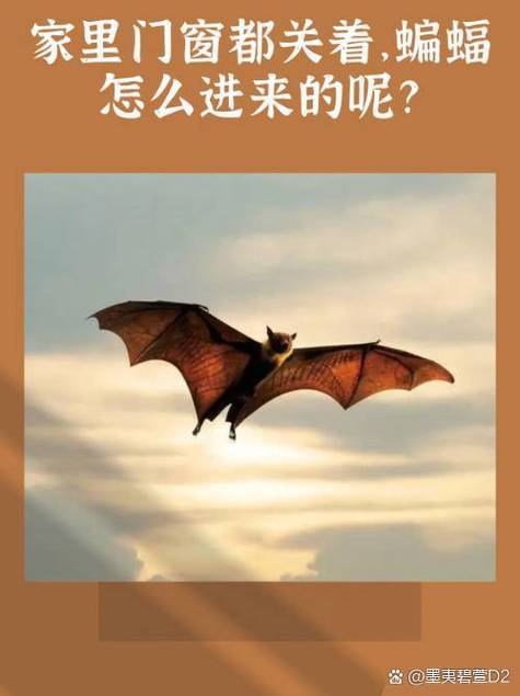 蝙蝠夜闯家：迷信揭秘与科学真相