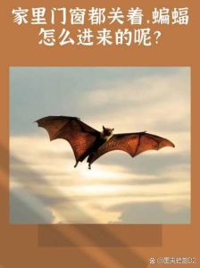 蝙蝠入家门：预示好运的神秘寓意揭秘