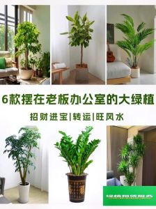 职场风水秘籍：办公桌布局招财旺运技巧
