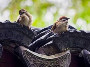麻雀进屋：吉祥寓意与风水启示