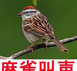 麻雀入宅：吉祥还是凶兆？揭秘民间信仰奥秘