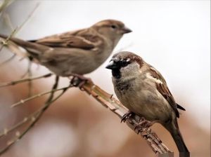 麻雀入宅吉兆：探寻古韵中的多重寓意与生活启示