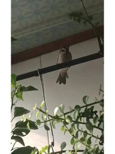 麻雀进屋吉兆揭秘：好运财运事业运背后的秘密