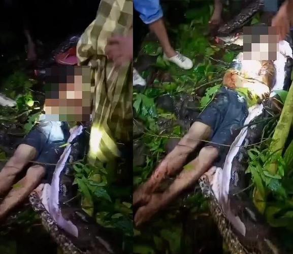 梦蛇残尸寓意：揭秘人际关系与生活智慧