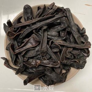 女人梦见水蛭：揭秘梦境寓意与未来预兆