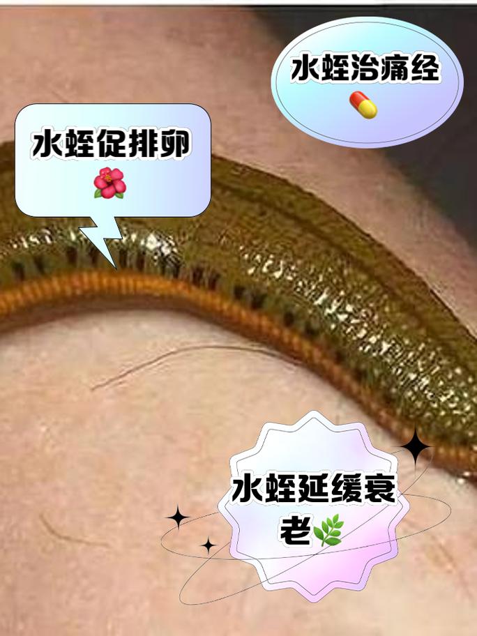 女人梦见水蛭的深层含义及应对策略揭秘