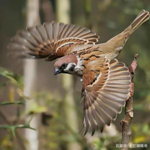 麻雀入宅：吉祥还是挑战？揭秘民间传说与风水奥秘