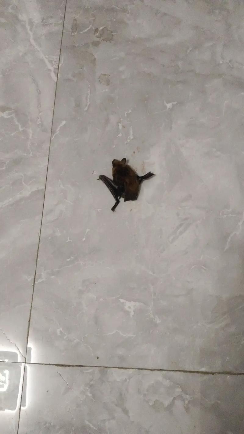 卧室夜袭蝙蝠：揭秘风险与睡眠安全