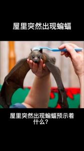 揭秘卧室蝙蝠吉祥寓意与神秘预兆