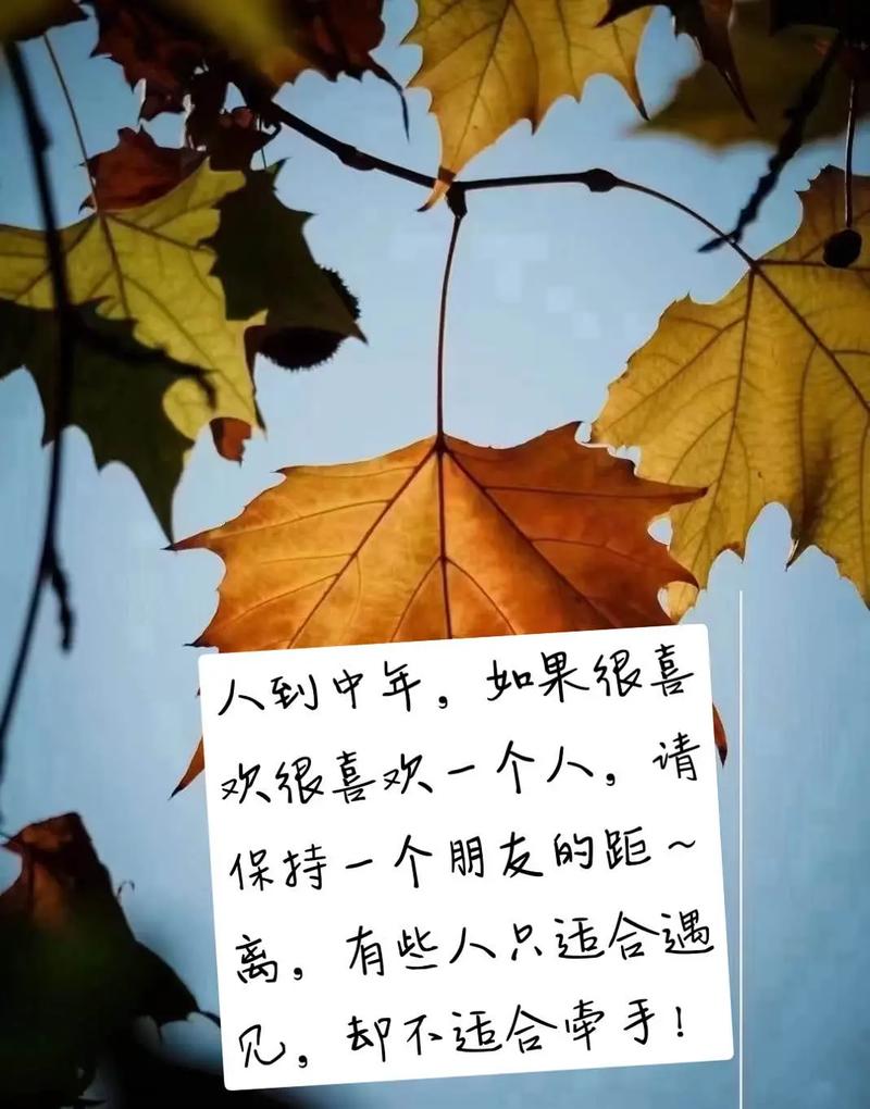 中年心动：理智与情感的平衡之道