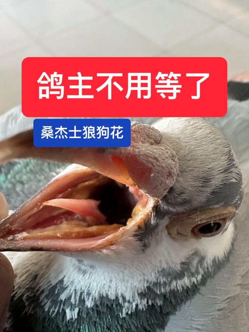 揭秘鸽子落家：吉祥还是迷信？