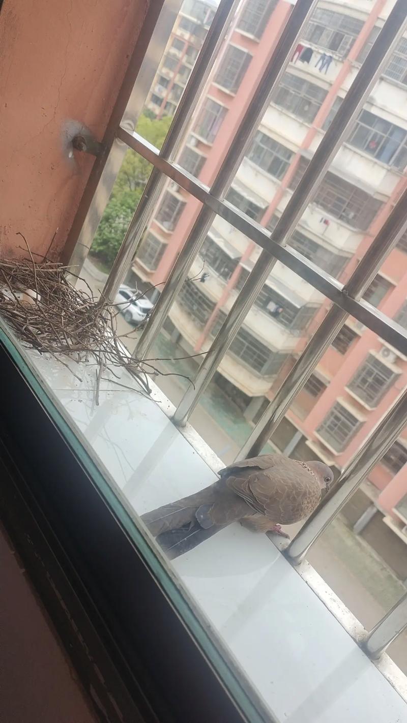 窗边鸟鸣：古韵吉凶与自然之美