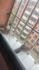 窗边鸟鸣：古韵吉凶与自然之美