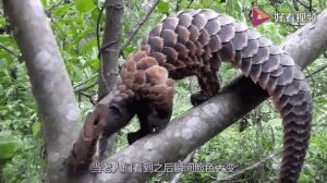 佛教放生延寿：为父母增寿的慈悲之旅