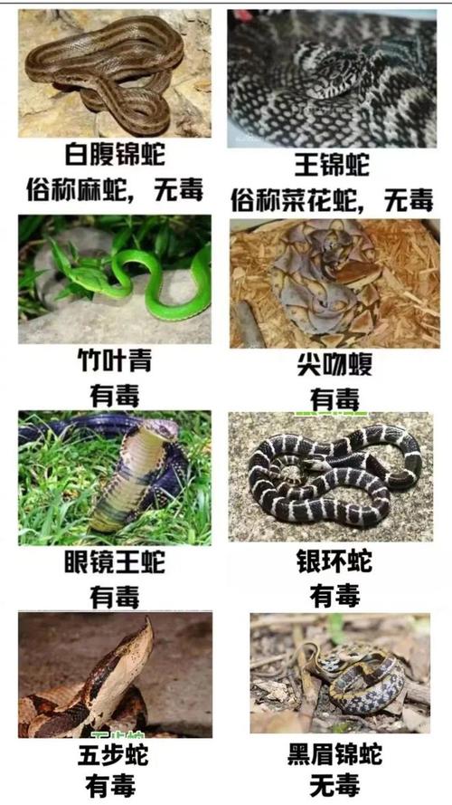 揭秘家宅蛇迹：吉祥还是不祥？