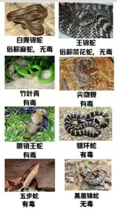揭秘家宅蛇迹：吉祥还是不祥？