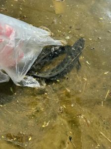 天蝎座的最佳伴侣生肖揭秘：四大生肖女神秘缘分深度解析