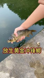 梦解析：未婚先孕预示，揭秘生活转折暗示