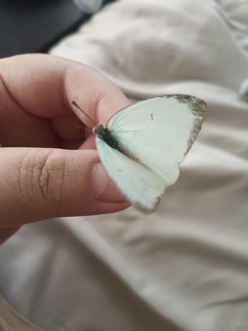 家中蝴蝶翩翩至，吉祥寓意大揭秘！