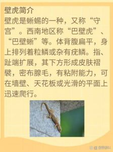 壁虎进家：吉祥使者还是环境警示？揭秘家居奥秘
