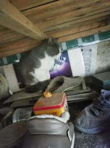 揭秘猫咪进屋十大预兆：生活中的智慧启示