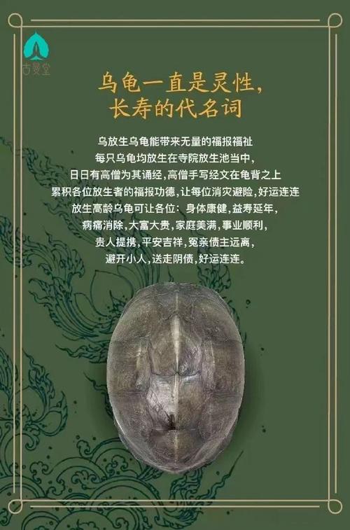 一念慈悲，放生回向：探索心灵之旅与生命和谐