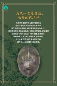 一念慈悲，放生回向：探索心灵之旅与生命和谐