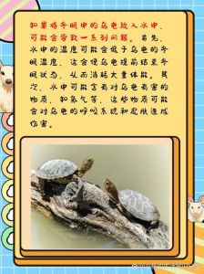 乌龟放生：积德行善的10大禁忌与家庭运势改善