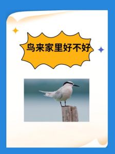 小鸟入宅：吉祥寓意与生活智慧揭秘