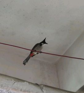 揭秘：家中飞鸟吉凶寓意与生活智慧
