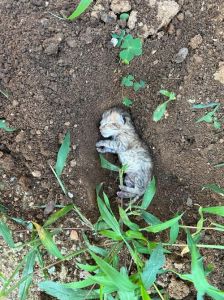 猫咪离世处理全攻略：心理准备与遗体告别方式