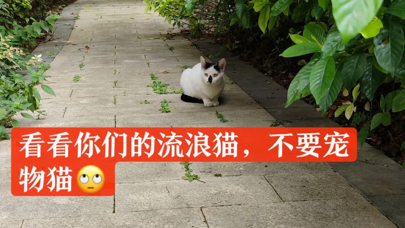 流浪猫的吉凶传说与正确态度