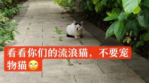 流浪猫的吉凶传说与正确态度