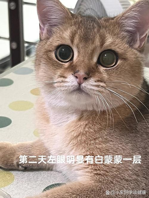 未婚先孕梦境解析：揭秘潜意识里的成长之旅