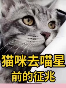 流浪猫之死：民间信仰风水解读与处理方法