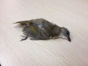 家门口鸟儿之兆：风水化解与吉祥守护
