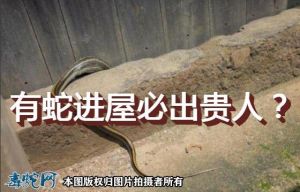 蛇闯家中吉祥意：安宁财富揭秘与应对指南