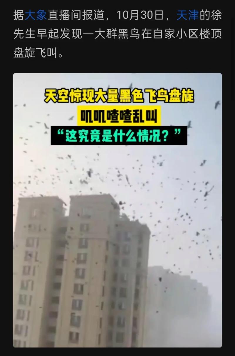 黑鸟入宅：风水吉凶揭秘与化解方法