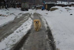 民间五大不祥征兆揭秘：迷信背后的文化内涵