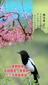 喜鹊报喜：揭秘好运使者喜鹊的吉祥寓意