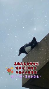 揭秘喜鹊黄昏降临的神秘寓意与好运