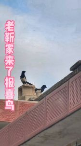喜鹊傍晚啼：吉凶之谜，传统与现代解读