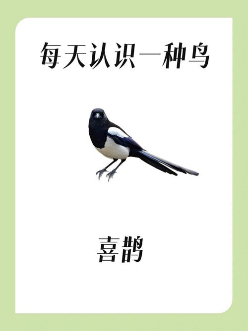 喜鹊到家，吉兆降临？吉祥使者解读