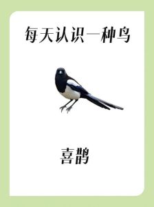喜鹊到家，吉兆降临？吉祥使者解读
