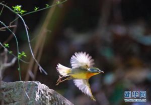 梦见小鸟肩上飞：揭秘生活寓意与挑战应对