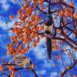 喜鹊吉祥：民间传说与好运征兆揭秘