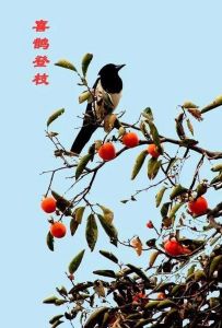 喜鹊：女性的吉祥鸟，预示好运与美满