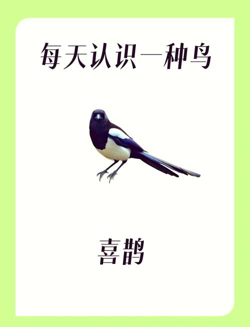 喜鹊：智慧吉祥鸟，中华文化象征